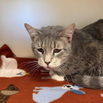 Domestic Short Hair Cats Available for Adoption in Cody, Wyoming - Arugula | PetCurious