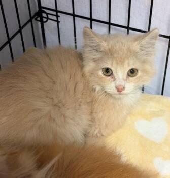 Gucci Mane -  Domestic Long Hair Cat for Adoption in Cincinnati, Ohio - Gucci Mane | PetCurious