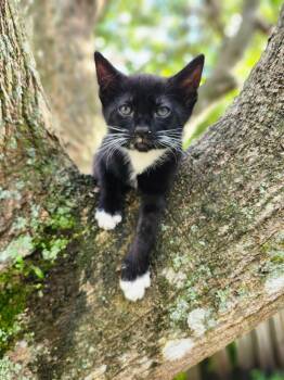 Tuxedo Cats Available for Adoption in Sunrise, Florida - Bepop | PetCurious