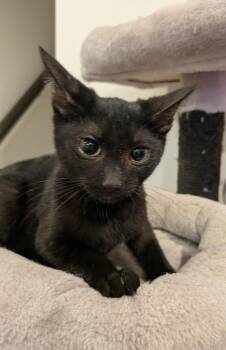 Diana -  Domestic Short Hair Cat for Adoption in Hamilton, Ontario - Diana | PetCurious