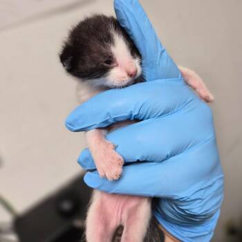 Domestic Short Hair Cats Available for Adoption in Wahiawa, Hawaii - Cannoli | PetCurious