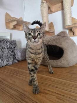 Trout -  Domestic Short Hair Cat for Adoption in Berwick, Pennsylvania - Trout | PetCurious