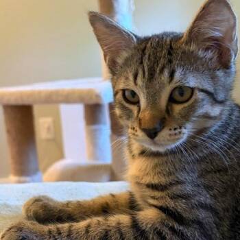 Watson -  Domestic Short Hair Cat for Adoption in Washougal, Washington - Watson | PetCurious