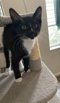 Baked Potato -  Domestic Short Hair Cat for Adoption in Oviedo, Florida - Baked Potato | PetCurious