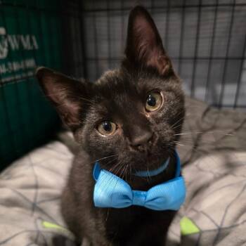 Angry Potato -  Domestic Short Hair Cat for Adoption in Richmond, Virginia - Angry Potato | PetCurious