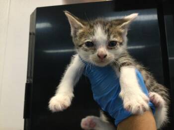 Domestic Short Hair Cats Available for Adoption in Thousand Palms, California - A1914919 | PetCurious