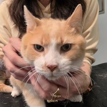 Brock -  Domestic Short Hair Cat for Adoption in Leander, Texas - Brock | PetCurious