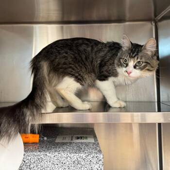 Riley -  Domestic Long Hair Cat Available for Adoption in League City, Texas - Riley | PetCurious