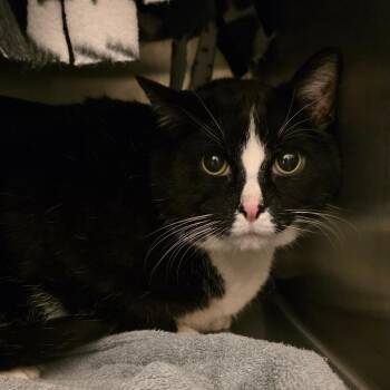 Domestic Short Hair Cats Available for Adoption in Council Bluffs, Iowa - Sammie | PetCurious