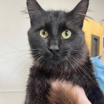 Domestic Long Hair Cats Available for Adoption in Columbiana, Alabama - Danny | PetCurious