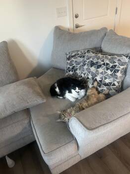 Mango -  Domestic Short Hair Cat for Adoption in Salisbury, North Carolina - Mango | PetCurious