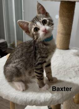 Baxter -  Tabby Cat for Adoption in Oakley, California - Baxter | PetCurious
