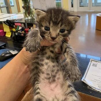 Squirm -  Domestic Short Hair Cat for Adoption in Lynchburg, Virginia - Squirm | PetCurious