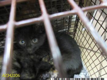 RAMEN -  Domestic Short Hair Cat for Adoption in West Palm Beach, Florida - RAMEN | PetCurious
