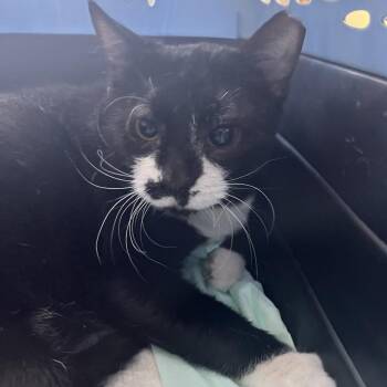 Caesar -  Domestic Short Hair Cat for Adoption in Chicago, Illinois - Caesar | PetCurious