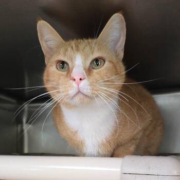 Jasper -  Domestic Short Hair Cat for Adoption in Milan, Illinois - Jasper | PetCurious