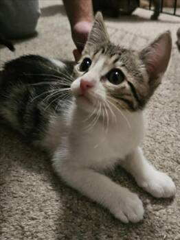 *BLANCO -  Domestic Short Hair Cat for Adoption in Woodland, California - *BLANCO | PetCurious