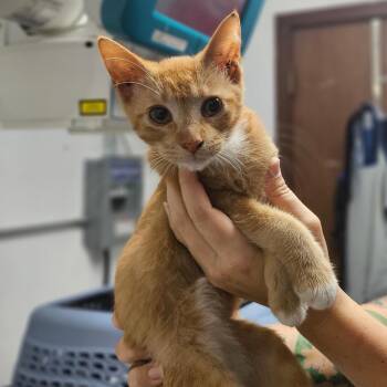 Domestic Short Hair Cats Available for Adoption - Kalbi | PetCurious