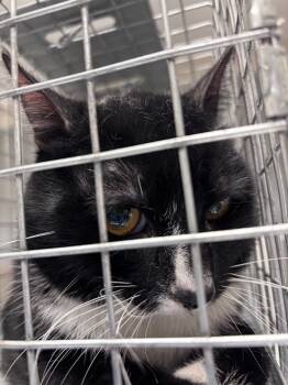 Rescue Domestic Short Hair Cats for Adoption in Las Vegas, Nevada - MONSTERMASH | PetCurious