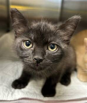 Squeaky A219965 -  Domestic Short Hair Cat for Adoption in Plano, Texas - Squeaky A219965 | PetCurious