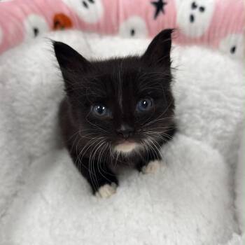 Domestic Short Hair Cats Available for Adoption in Spring Hill, Kansas - Socks | PetCurious