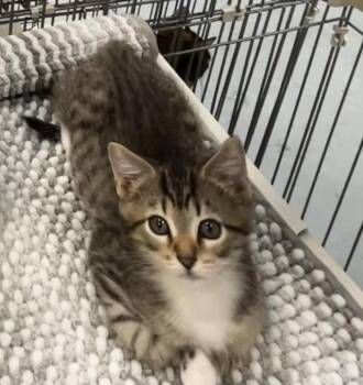 Sparky - Meet me at Fancy Paws -  Domestic Short Hair Cat for Adoption in Elkins, West Virginia - Sparky - Meet Me At Fancy Paws | PetCurious