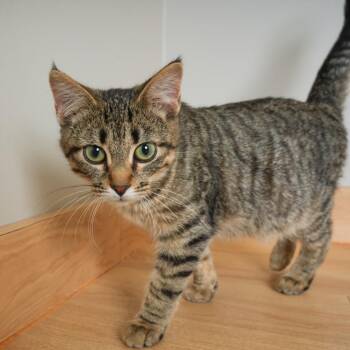 Potpie C71114 -  Domestic Short Hair Cat for Adoption in Minnetonka, Minnesota - Potpie C71114 | PetCurious