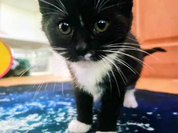 Rescue Tuxedo and Domestic Short Hair Cats for Adoption in Santa Cruz, California - Panda | PetCurious