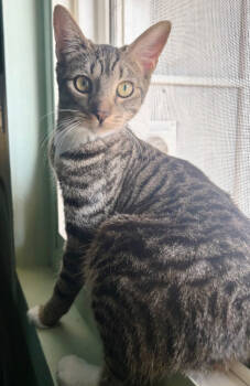 Rescue Domestic Short Hair Cats for Adoption in Encinitas, California - Gaia | PetCurious