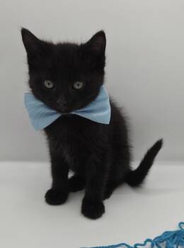 Domestic Short Hair and Bombay Cats Available for Adoption in Mobile, Alabama - Dodger | PetCurious