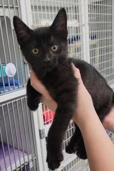Henry -  Domestic Short Hair Cat Available for Adoption in Elmira, New York - Henry | PetCurious