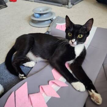 Oreo $100 -  Domestic Short Hair Cat for Adoption in Milwaukee, Wisconsin - Oreo $100 | PetCurious