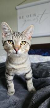 Gravy -  Domestic Short Hair Cat for Adoption in Murfreesboro, Tennessee - Gravy | PetCurious
