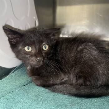 PRINCE -  Domestic Short Hair Cat for Adoption in Rancho Cucamonga, California - PRINCE | PetCurious