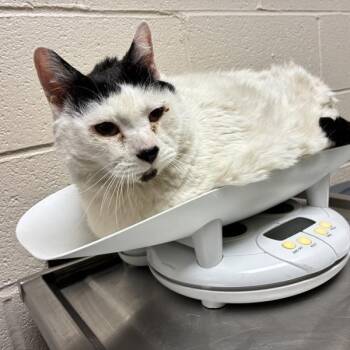 Julian -  Domestic Short Hair Cat for Adoption in Troutdale, Oregon - Julian | PetCurious