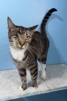 Lilac -  Domestic Short Hair Cat for Adoption in Plant City, Florida - Lilac | PetCurious