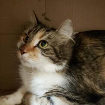 Mara -  Domestic Long Hair Cat for Adoption in Ballston Spa, New York - Mara | PetCurious