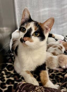 Domestic Short Hair Cats Available for Adoption in Cincinnati, Ohio - Perm | PetCurious