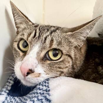 Domestic Short Hair Cats Available for Adoption in Oakland, California - Mamas (bonded W/Paws) | PetCurious
