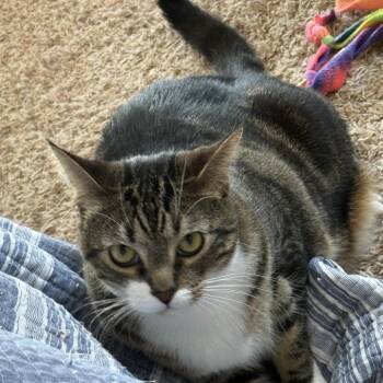 Dinky -  Domestic Short Hair Cat for Adoption in Calimesa, California - Dinky | PetCurious