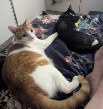 Sushi and Shinshi -  Domestic Short Hair Cat for Adoption in Huntington Beach, California - Sushi And Shinshi | PetCurious