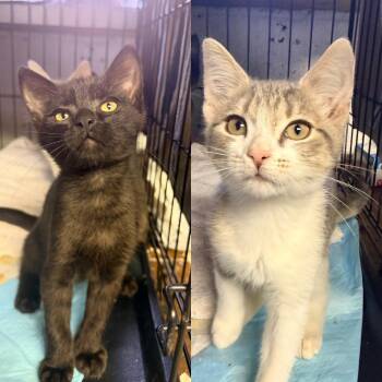 Rocky and Dusty -  Domestic Short Hair Cat for Adoption in Bellmawr, New Jersey - Rocky And Dusty | PetCurious