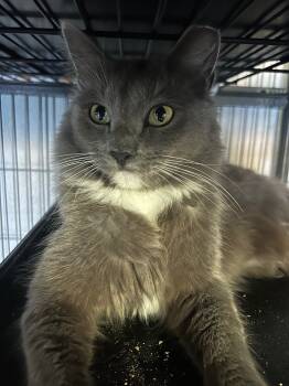 Rescue Domestic Medium Hair Cats for Adoption in Cumming, Georgia - Rashad (aka Pickle 2) | PetCurious