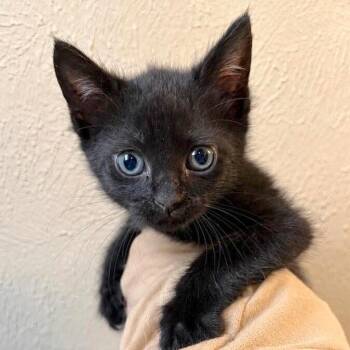 Chile Chip -  Bombay and Domestic Short Hair Cat for Adoption in Friendswood, Texas - Chile Chip | PetCurious