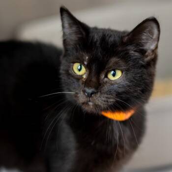 Cab -  Domestic Short Hair Cat for Adoption - Cab | PetCurious