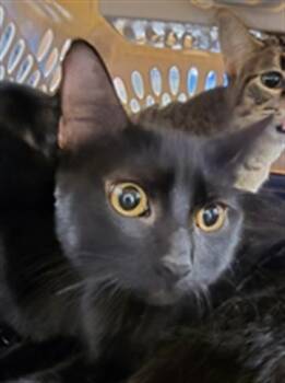 Rescue Domestic Short Hair Cats for Adoption in Plano, Texas - Dixie A214362 | PetCurious