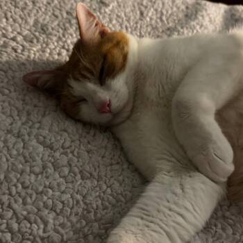 Mandy -  Domestic Short Hair Cat for Adoption in Evanston, Illinois - Mandy | PetCurious