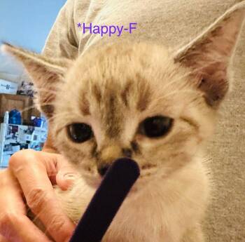 Happy -  Domestic Short Hair Cat for Adoption in Cloquet, Minnesota - Happy | PetCurious