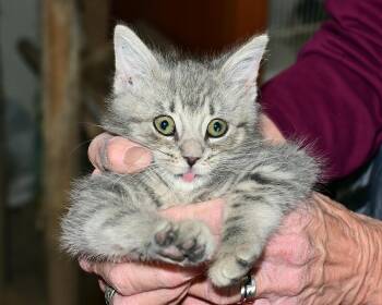 Rescue Domestic Short Hair Cats for Adoption in Corrales, New Mexico - Cassidy | PetCurious