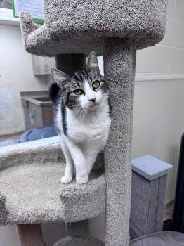 Domestic Short Hair Cats Available for Adoption in Brick Township, New Jersey - Fenway | PetCurious
